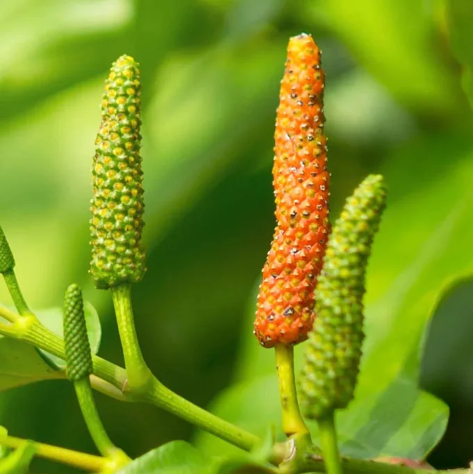 PIPERLONGUMINE (FROM PIPER LONGUM ROOT EXTRACT)