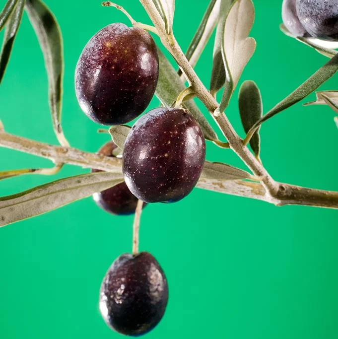 OLIVE LEAF EXTRACT