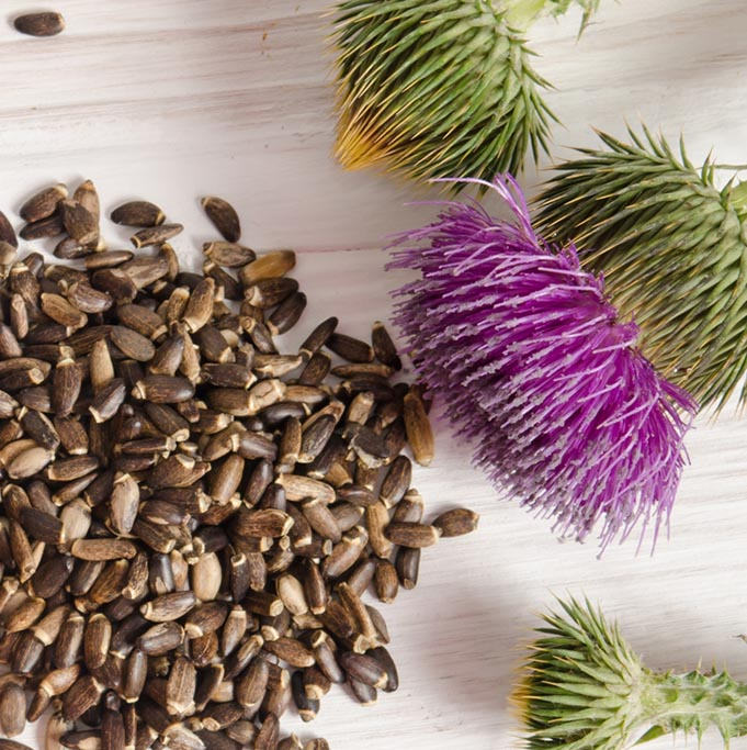 MILK THISTLE FRUIT EXTRACT
