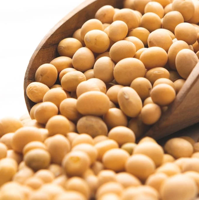 SOYBEAN SEED EXTRACT