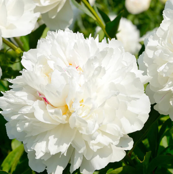 White peony root extract