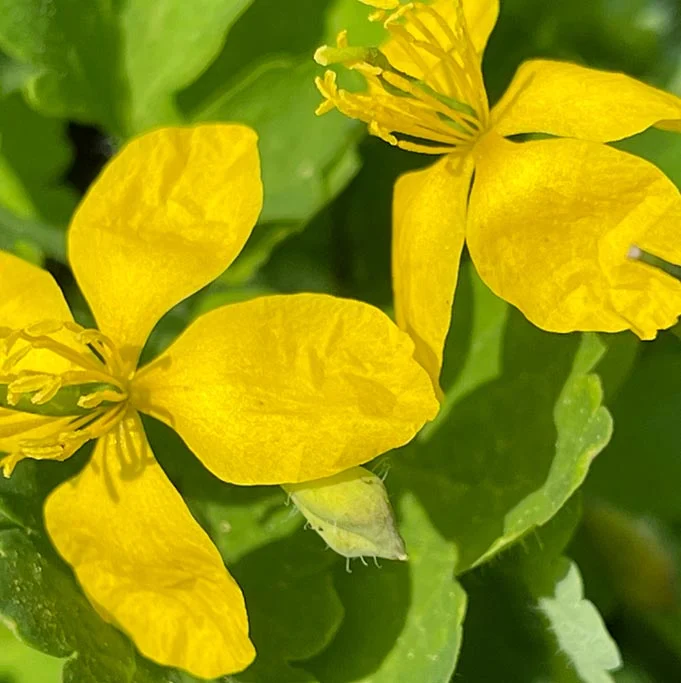 LUTEOLIN