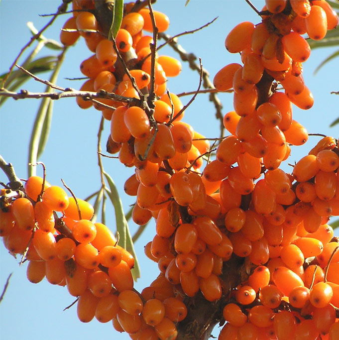 CyanthOx™ (sea buckthorn fruit extract)