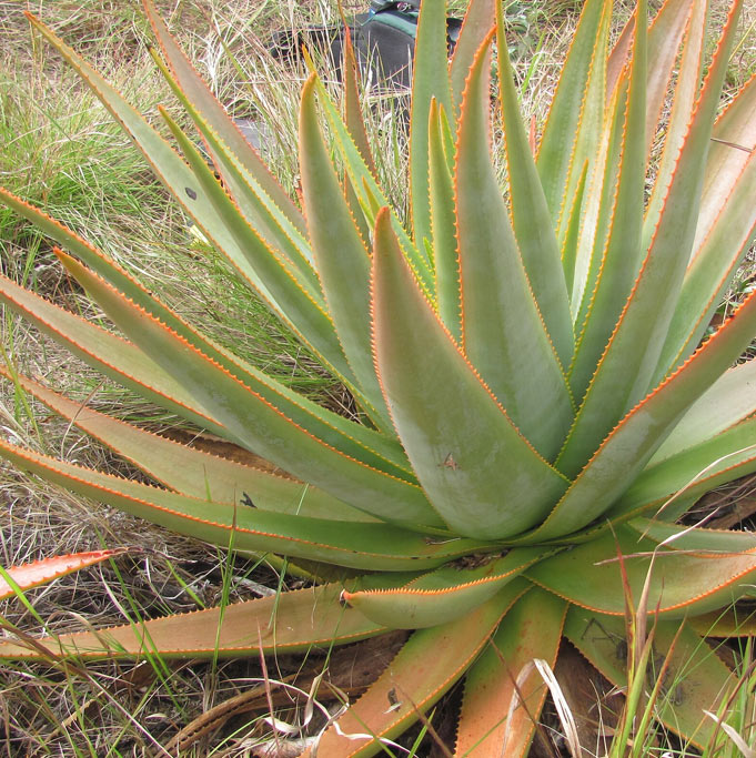 Alomac® (Aloe macroclada extract)