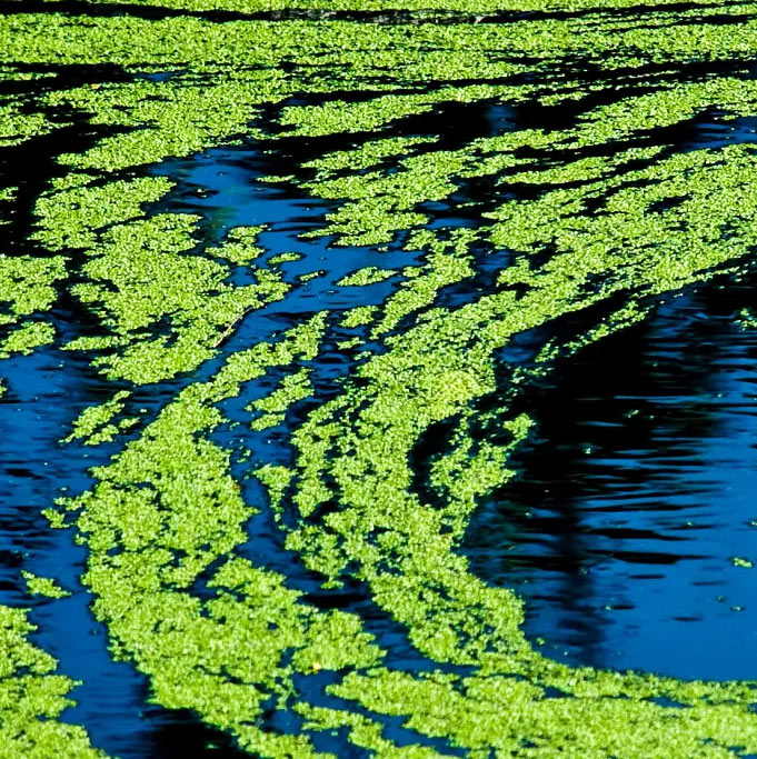 AFAninPlus® (Aphanizomenon flos-aquae extract)